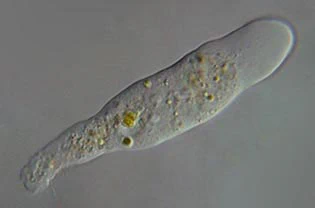 monopodial amoeba