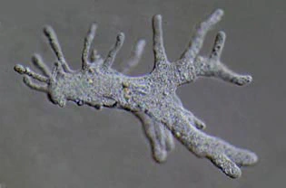 Amoeba polypodial