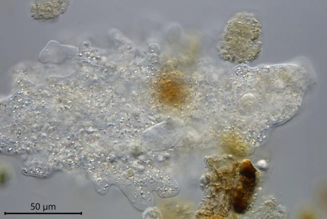 Amoeba proteus