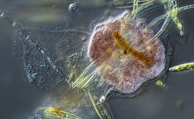 Amphizonella violacea