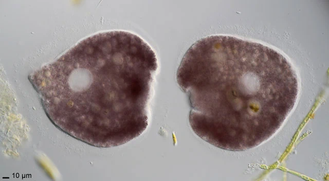 Amphizonella violacea