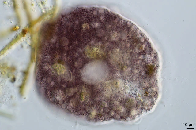 Amphizonella violacea