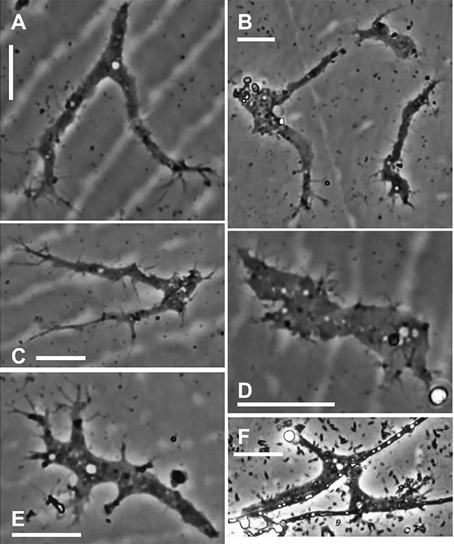 Angulamoeba fungorum