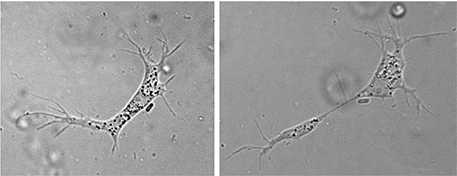 Angulamoeba microcystivorans