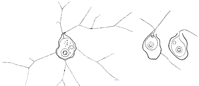Apogromia lemercieri