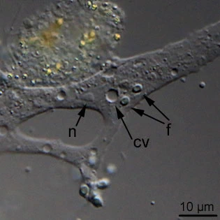 Arboramoeba reticulata