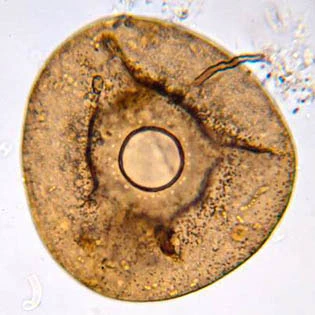 Galeripora catinus