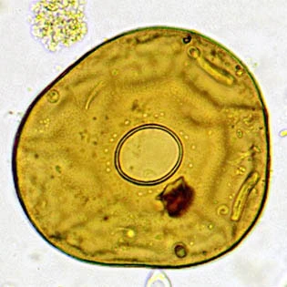 Galeripora catinus