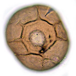 Galeripora catinus