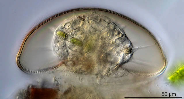 Arcella crenulata