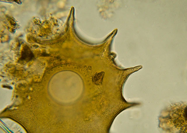 Galeripora dentata