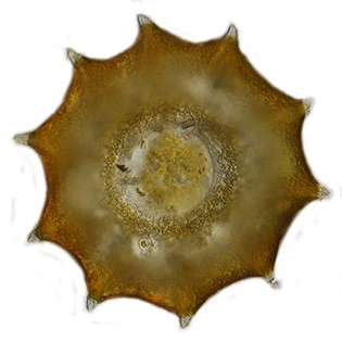 Galeripora dentata
