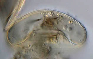 Galeripora scutelliformis