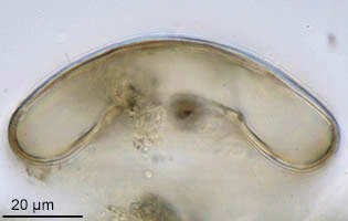 Galeripora scutelliformis