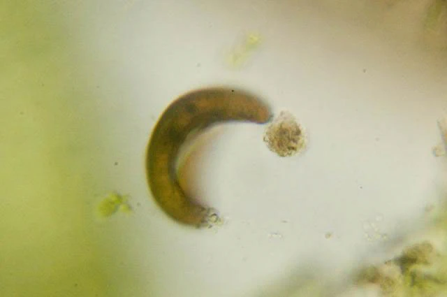 Arcella excavata
