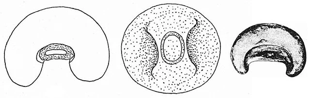 Arcella excavata
