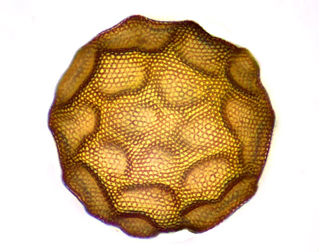 Arcella hemisphaerica