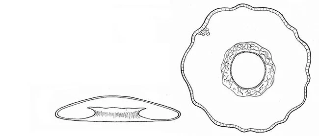 Arcella grospietschi