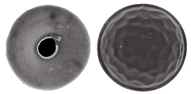 Arcella guadarramensis