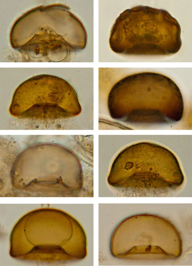 Arcella hemisphaerica