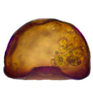 Arcella hemisphaerica