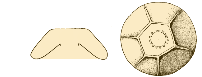 Galeripora jurassica 
