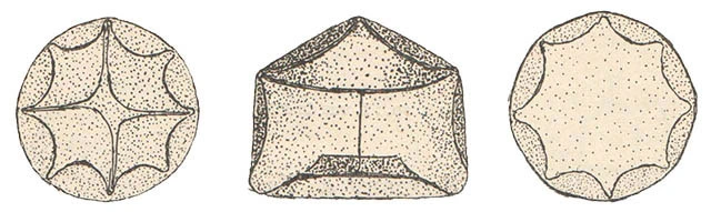 Arcella pyramidalis