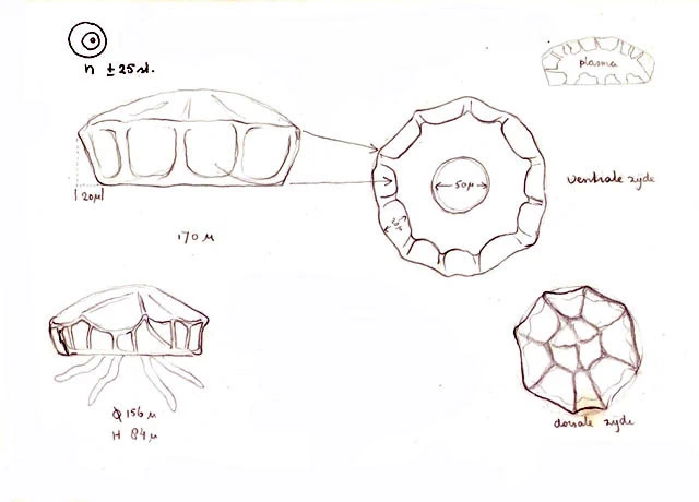 Arcella formosa robusta