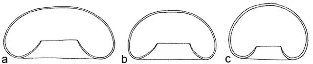 Arcella rotundata