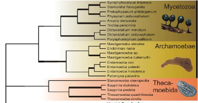 Chlamydophrys Schiermonnikoog