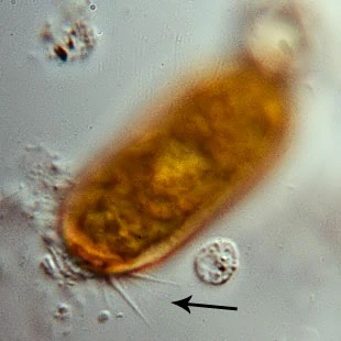 Archerella flavum
