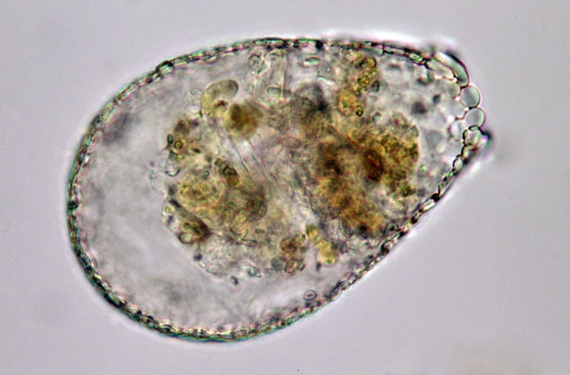 Argynnia dentistoma