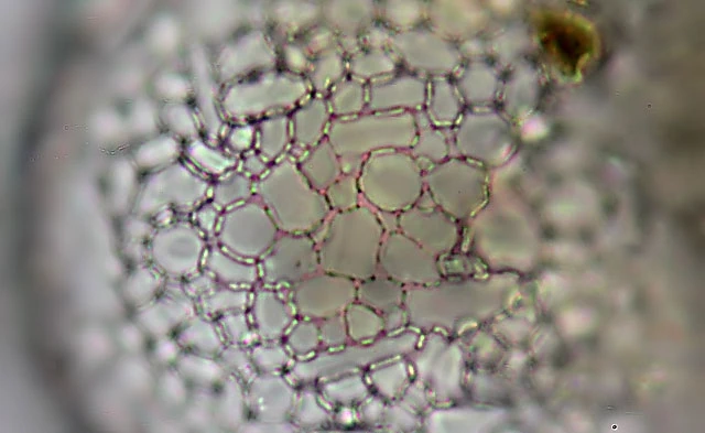 Argynnia dentistoma