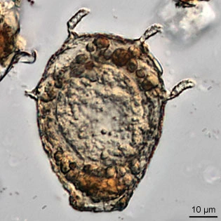 Argynnia caudata