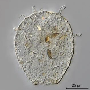 Argynnia caudata