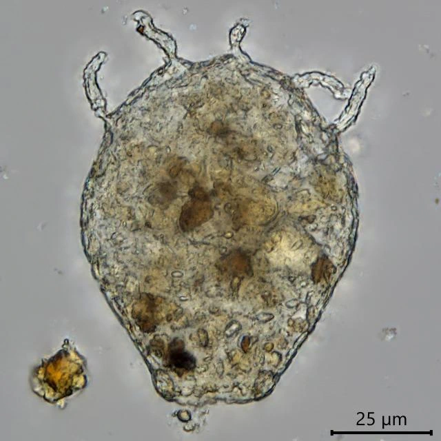 Argynnia caudata