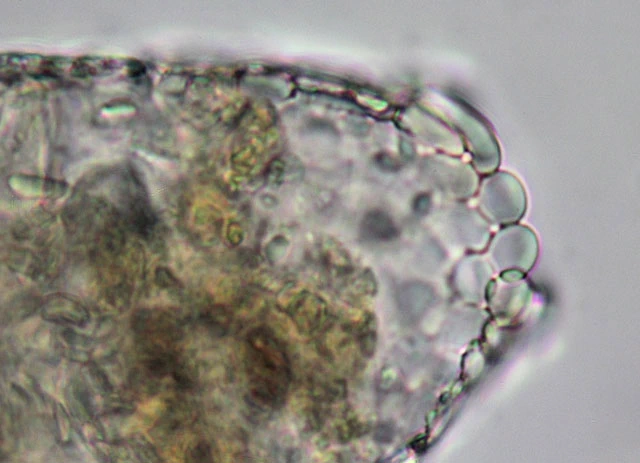 Argynnia dentistoma