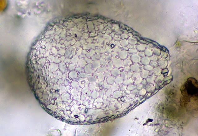 Argynnia dentistoma
