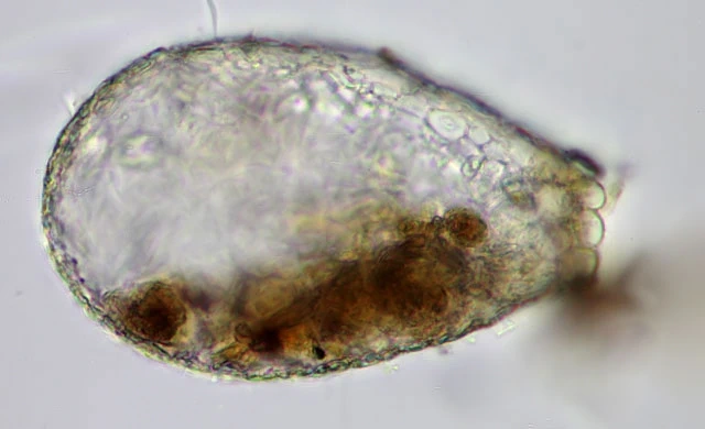 Argynnia dentistoma