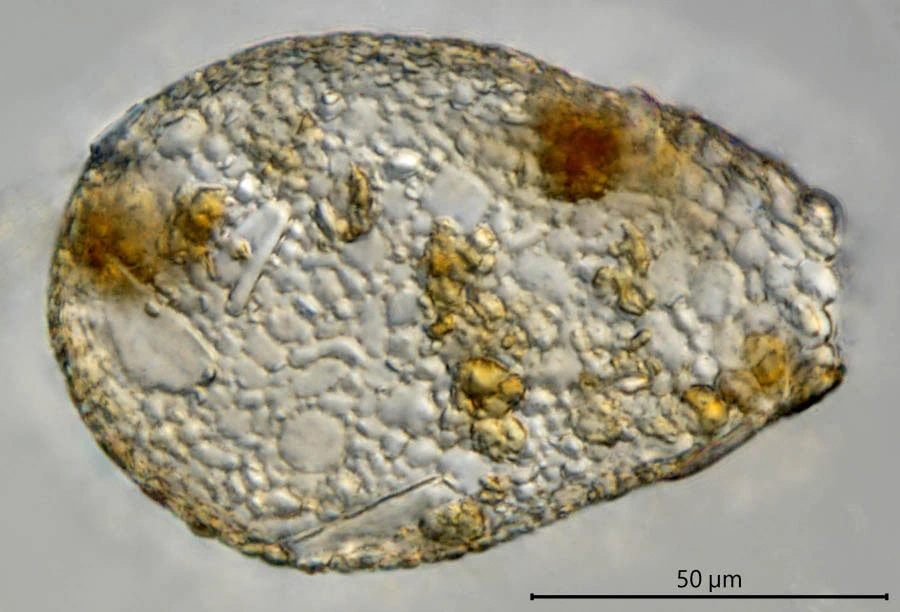 Argynnia dentistoma