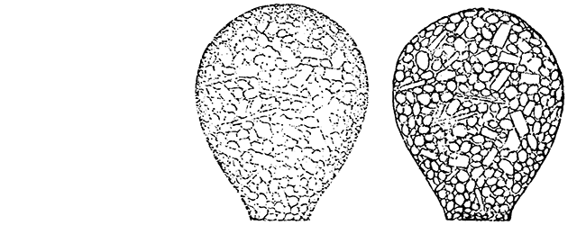 Argynnia dentistoma hesperia
