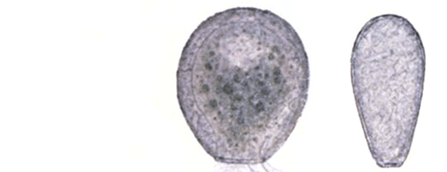 Argynnia dentistoma laevis