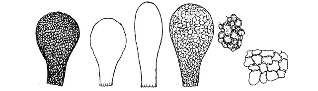 Argynnia gertrudiana