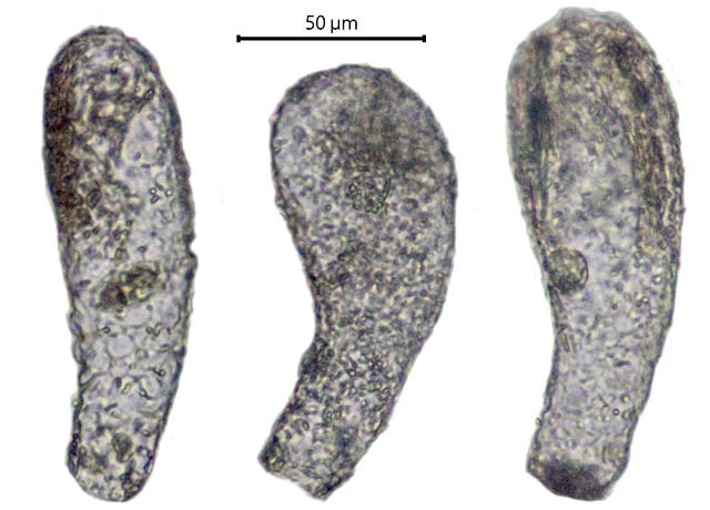 Argynnia retorta