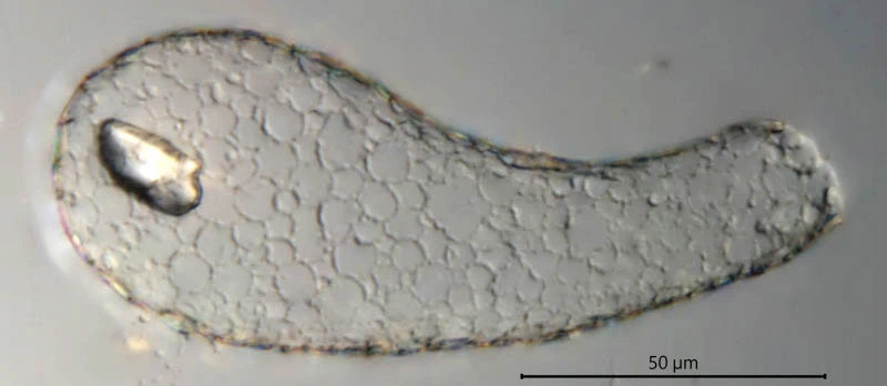 Argynnia retorta