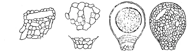 Argynnia scotica