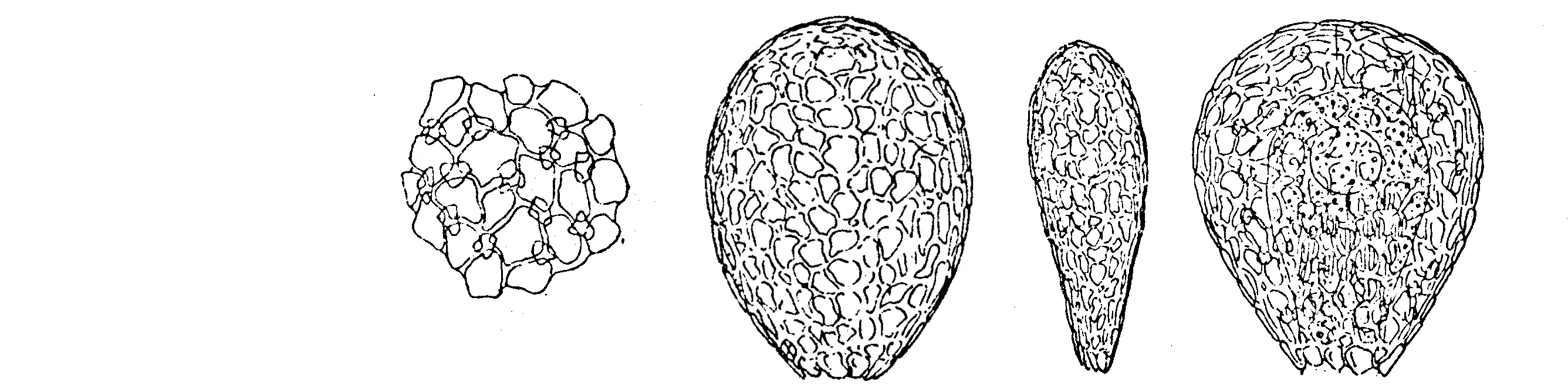 Argynnia vitrea