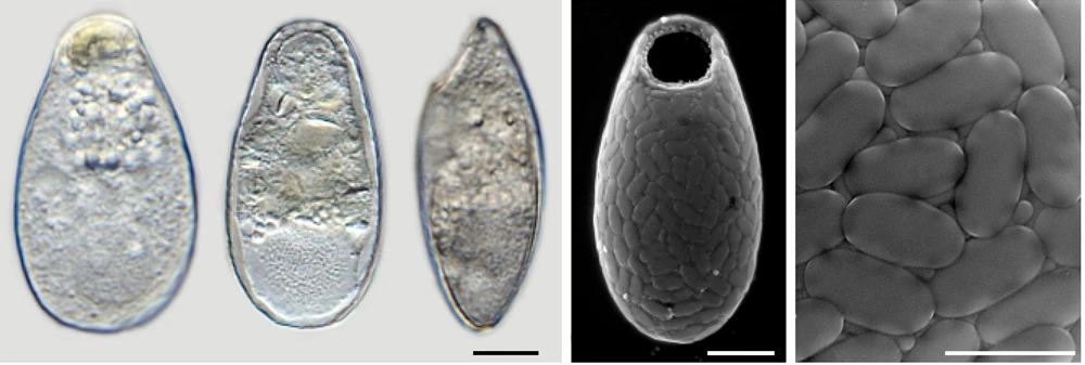 Armatura murmillo 