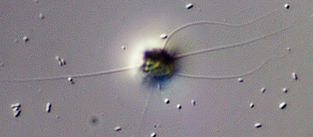 Artodiscus saltans-Amphitrema