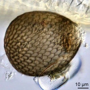 Assulina seminulum